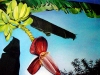 frutas_do_brasil_10