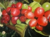 frutas_do_brasil_51